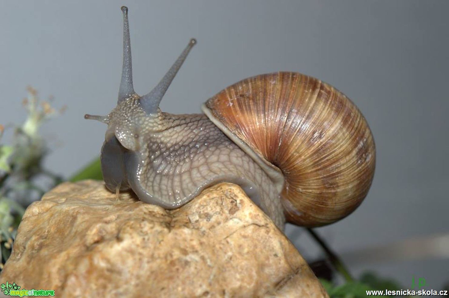 Hlemýžď zahradní - Helix pomatia - Foto Jiří Perlík (3)