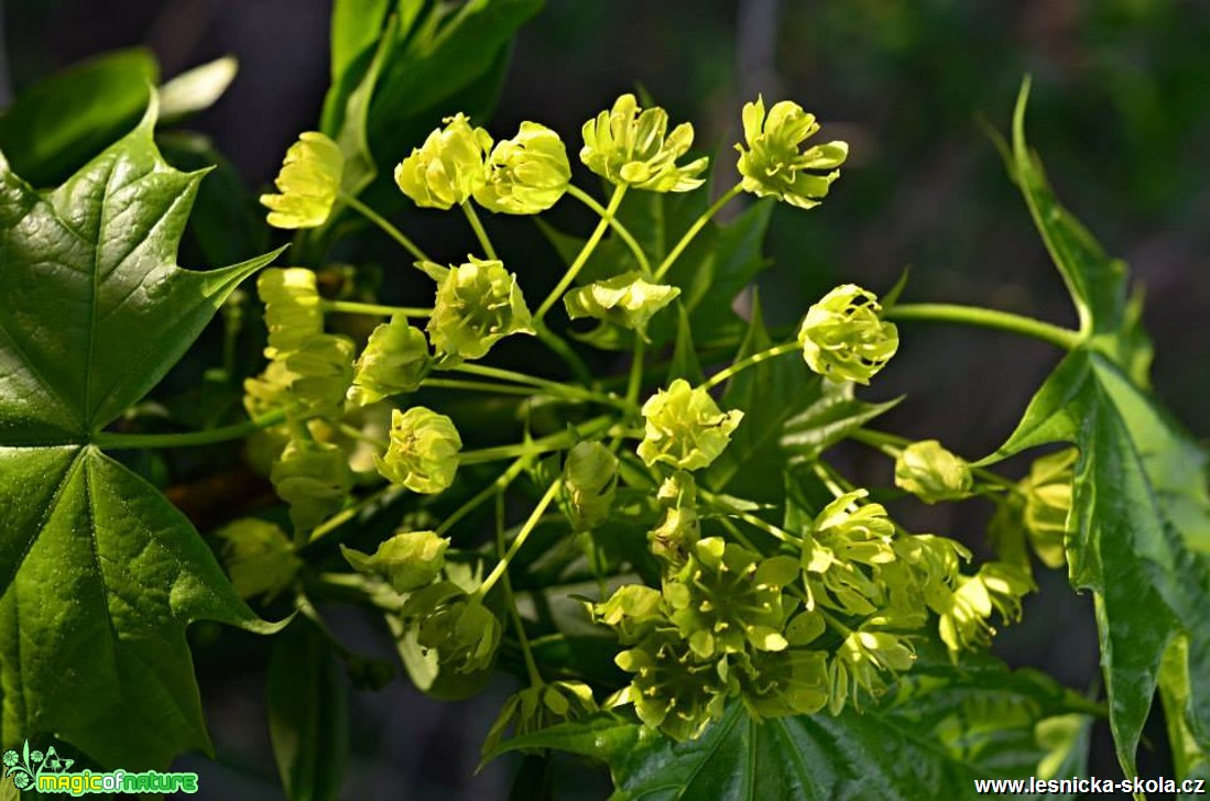 Javor mléč - Acer platanoides - Foto Marie Vykydalová (1)