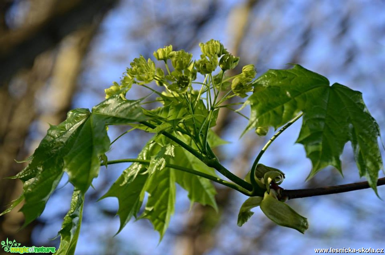 Javor mléč - Acer platanoides - Foto Marie Vykydalová