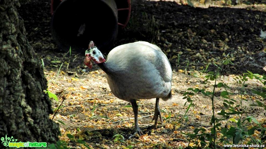 Perlička stříbrná - Foto Rasťo Salčík