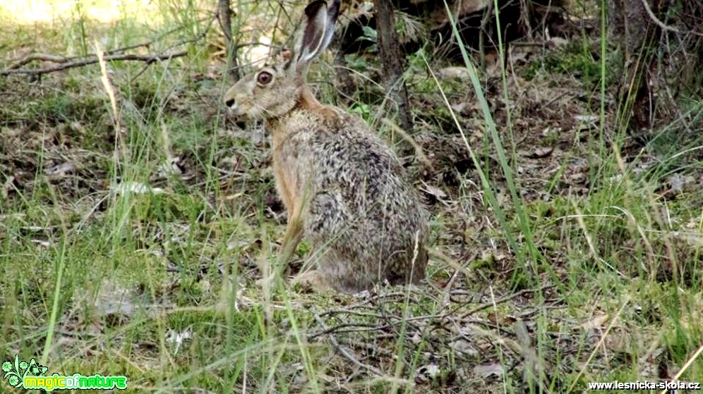 Zajíc polní - Lepus europaeus - Foto Rasťo Salčík (5)