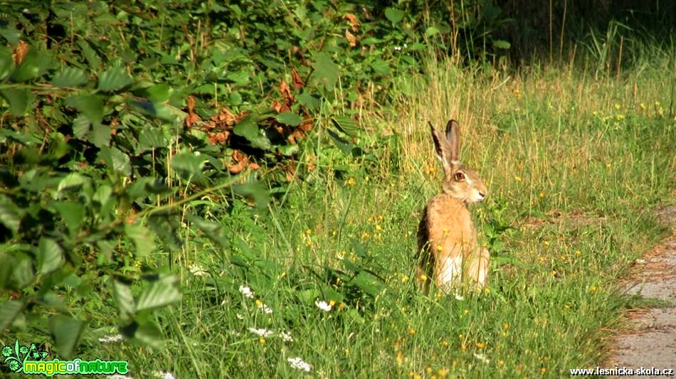 Zajíc polní - Lepus europaeus - Foto Rasťo Salčík (6)