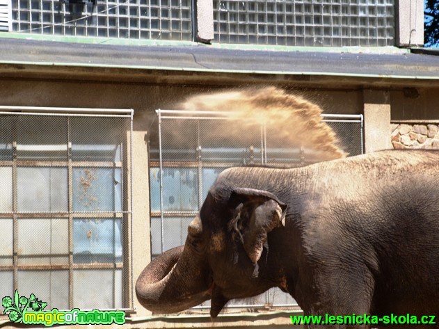 Slon bengálský - Elephas maximus bengalensis - Foto David Hlinka (2)