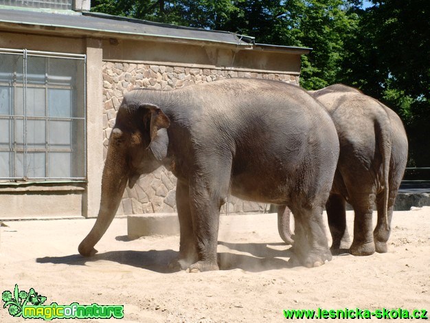 Slon bengálský - Elephas maximus bengalensis - Foto David Hlinka (4)