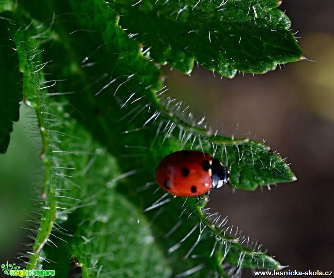 Slunéčko sedmitečné - Coccinella septempunctata - Foto Marie Vykydalová (1)