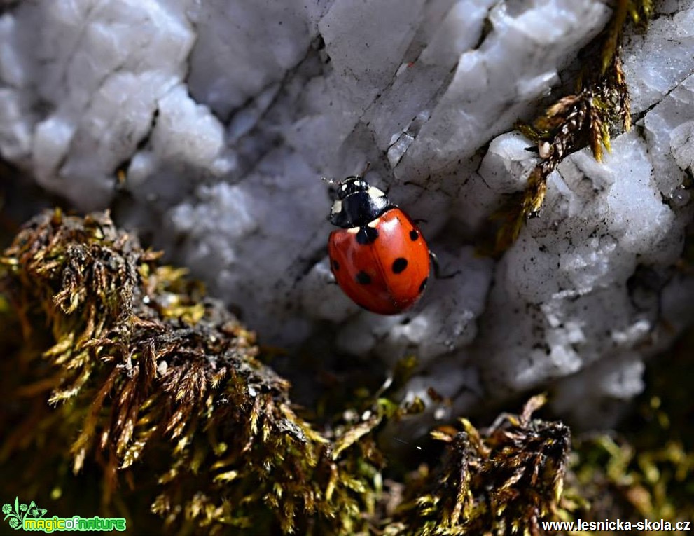 Slunéčko sedmitečné - Coccinella septempunctata - Foto Marie Vykydalová (2)