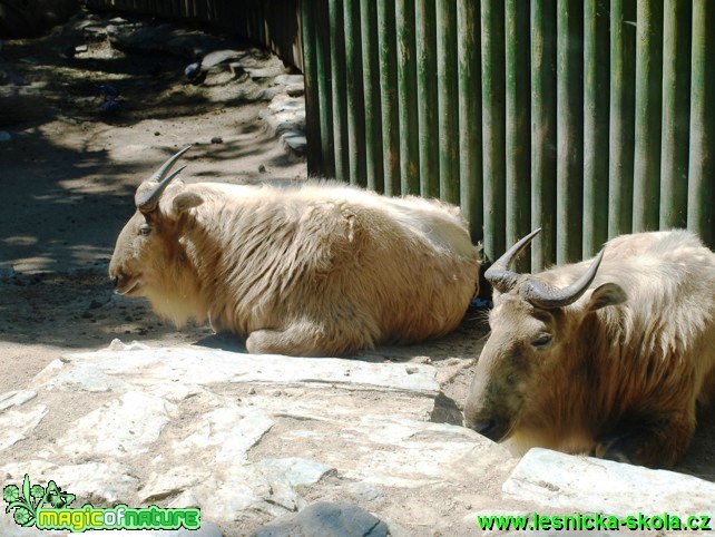 Takin čínský - Budorcas taxicolor bedfordi - Foto David Hlinka