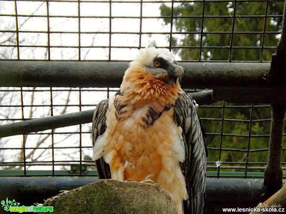 ZOO Liberec - Foto Jiří Havel (10)