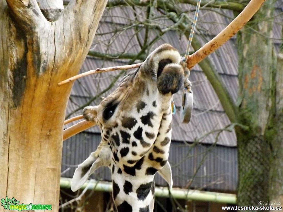 ZOO Liberec - Foto Jiří Havel (11)