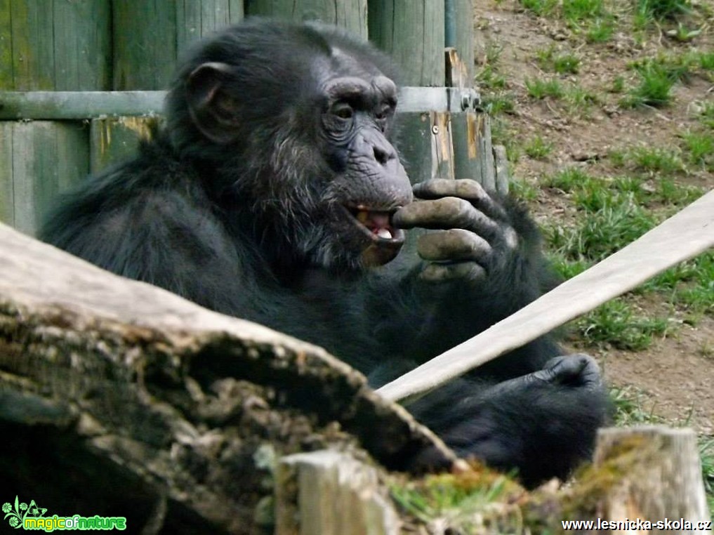 ZOO Liberec - Foto Jiří Havel (17)