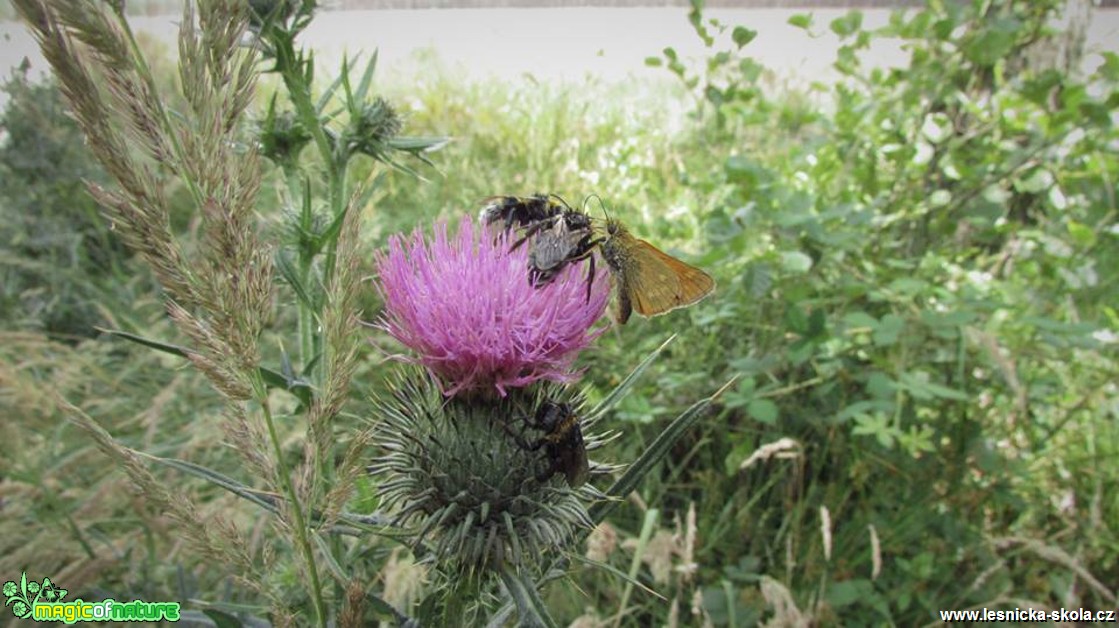 Spolu na květu - Foto Rasťo Salčík (2)