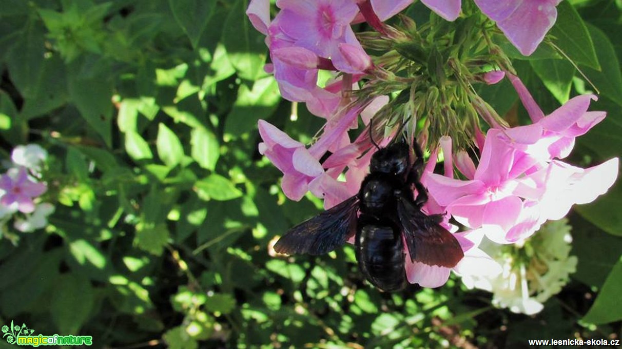 Drvodělka fialová - Xylocopa violacea - Foto Rasťo Salčík