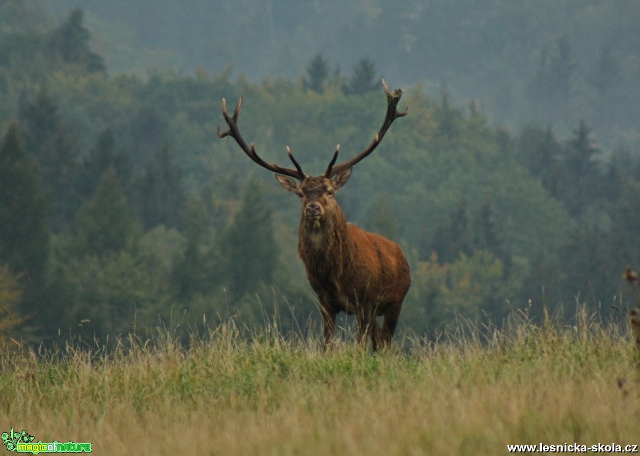 Jelen lesní - Cervus elaphus - Foto Lukáš Málek (1)