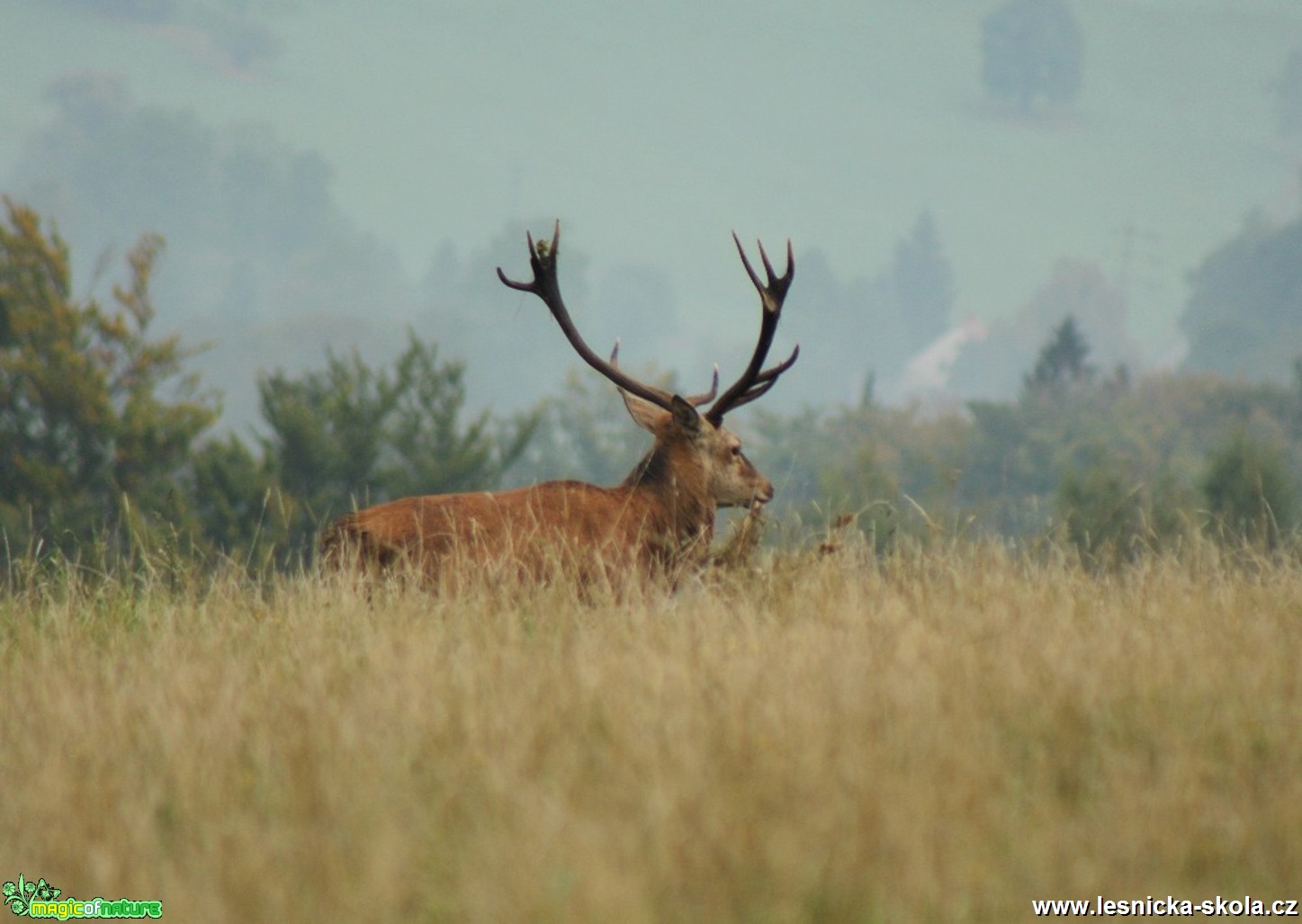 Jelen lesní - Cervus elaphus - Foto Lukáš Málek (2)