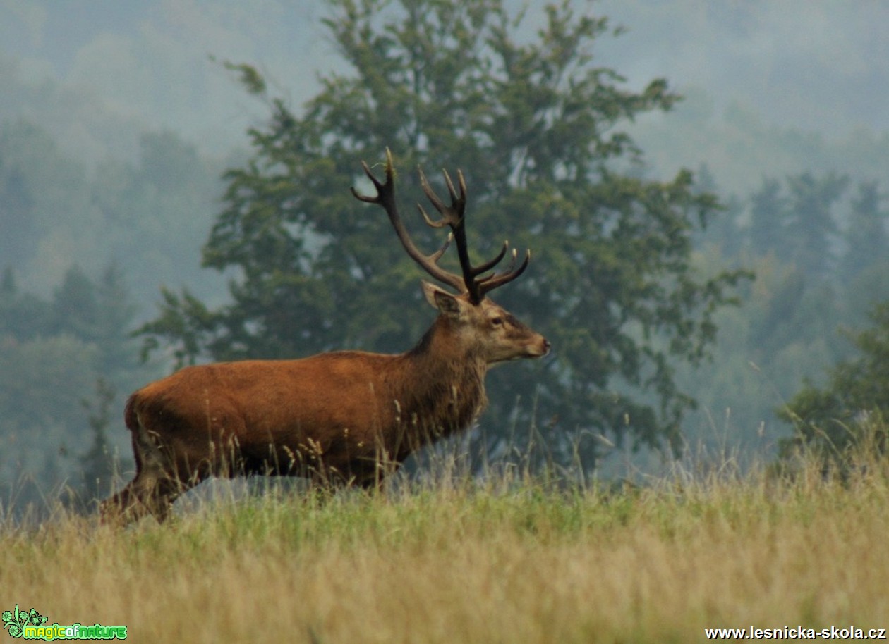 Jelen lesní - Cervus elaphus - Foto Lukáš Málek (3)