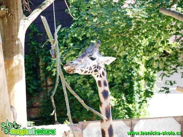 Žirafa Rothschildova - Giraffa camelopardalis rothschildi - Foto David Hlinka (3)