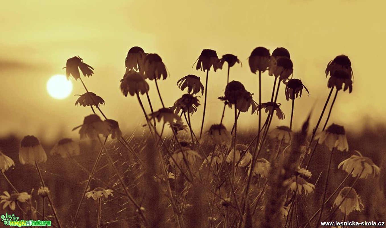 Květy v paprscích slunce - Foto Ladislav Jonák