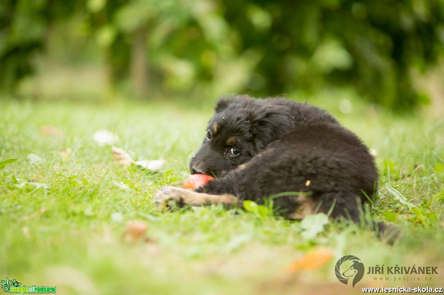 Malí howíci - Foto Jiří Křivánek (7)