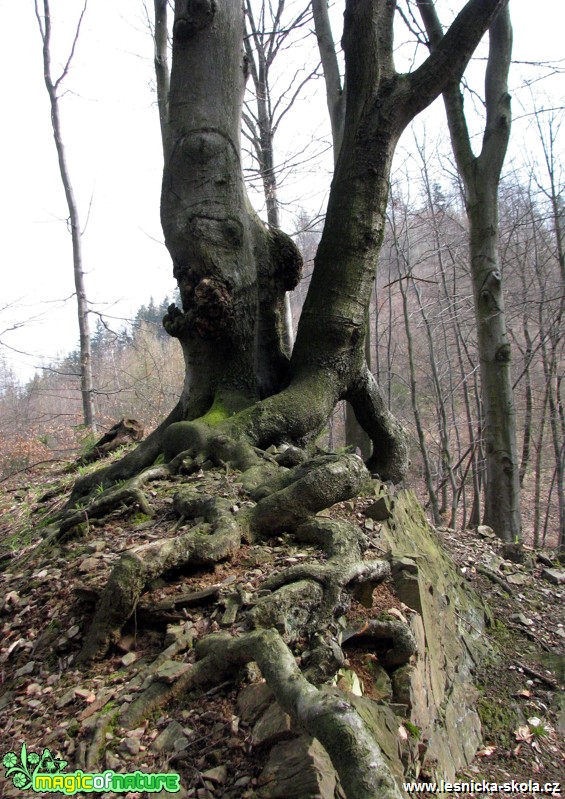 Stromy - Foto Miloslav Míšek (3)