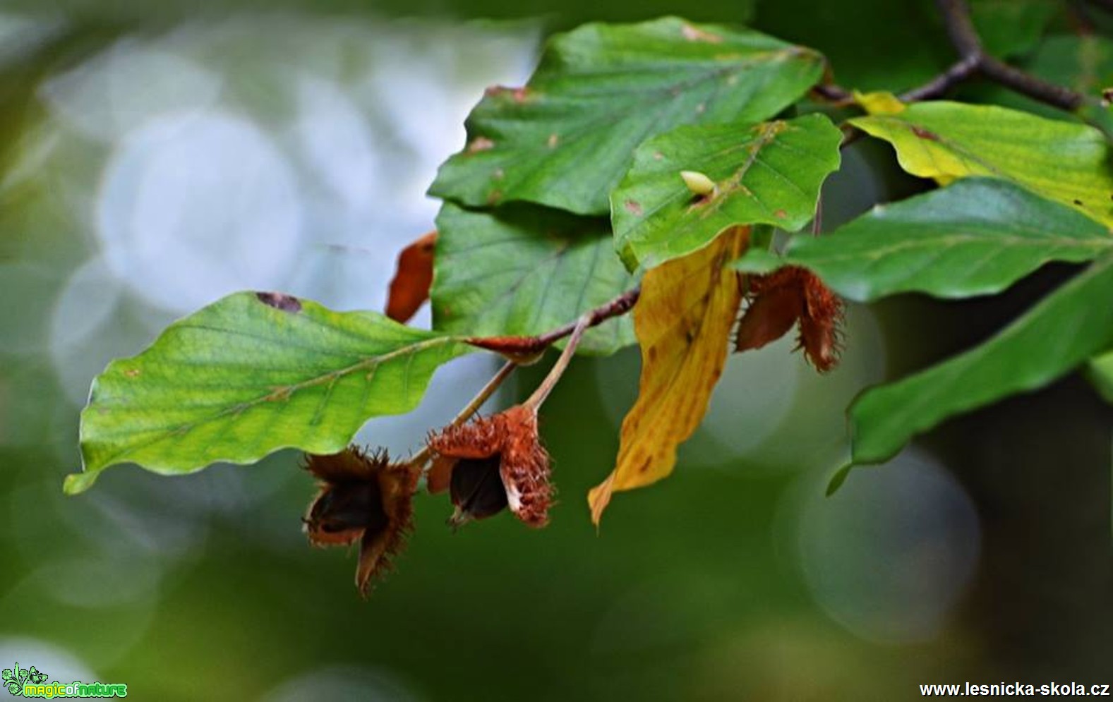 Buk lesní - Fagus sylvatica - Foto Marie Vykydalová