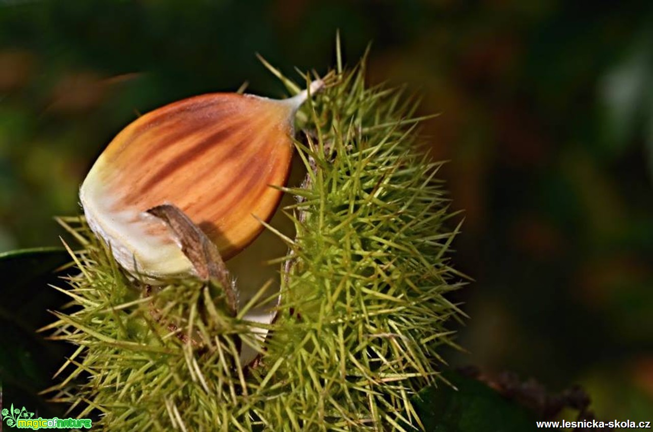 Kaštanovník setý - Castanea sativa - Foto Marie Vykydalová (5)