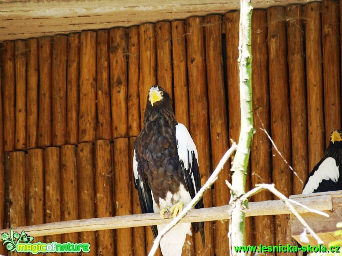 Orel východní - Haliaeetus pelagicus - Foto David Hlinka (1)