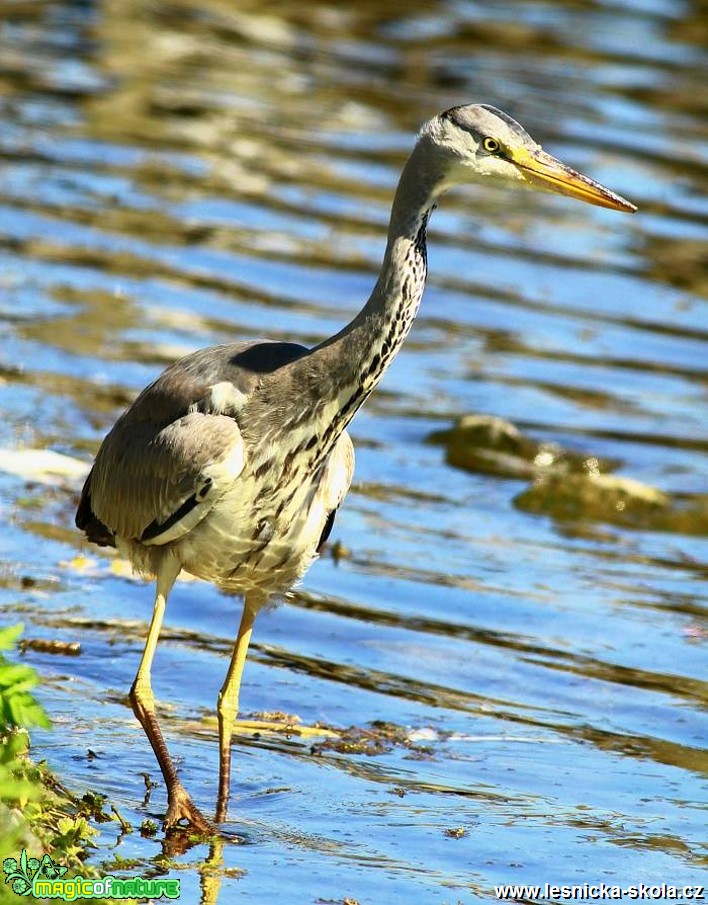 Volavka popelavá - Ardea cinerea - Foto Pavel Balazka (2)