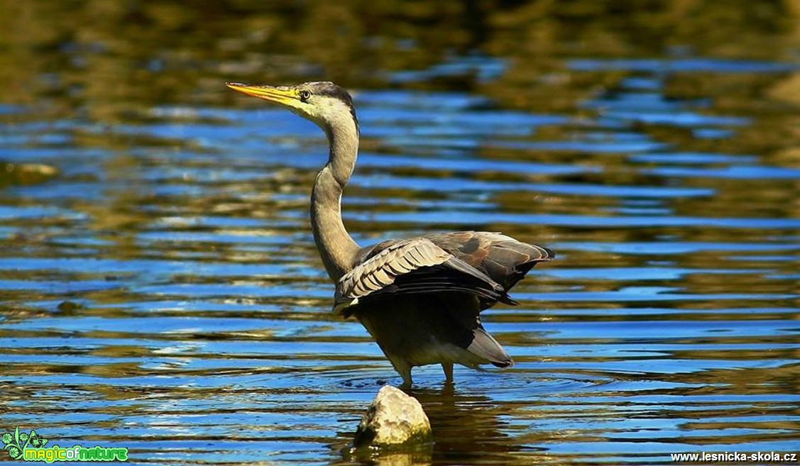 Volavka popelavá - Ardea cinerea - Foto Pavel Balazka (3)