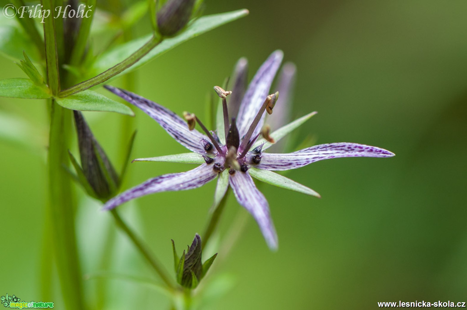 Kropenáč vytrvalý - Swertia perennis - Foto Filip Holič (1)