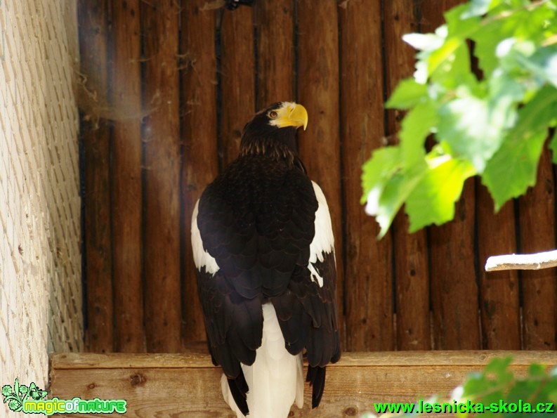 Orel východní - Haliaeetus pelagicus - Foto David Hlinka