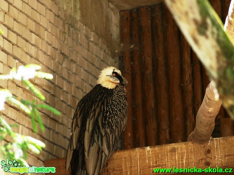 Orlosup bradatý euroasijský - Gypaetus barbatus barbatus - Foto David Hlinka