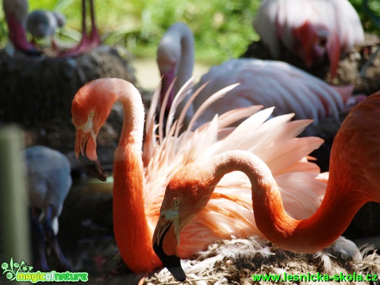 Plameňák kubánský - Phoenicopterus ruber - Foto David Hlinka