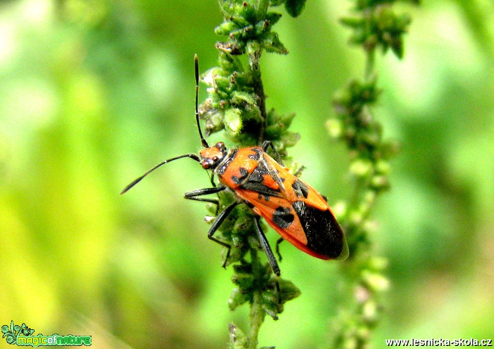 Vroubenka červená - Corizus hyoscyami - Foto Miloslav Míšek