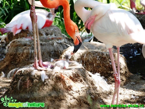 Plameňák kubánský a růžový - Phoenicopterus ruber a roseus - Foto David Hlinka (4)