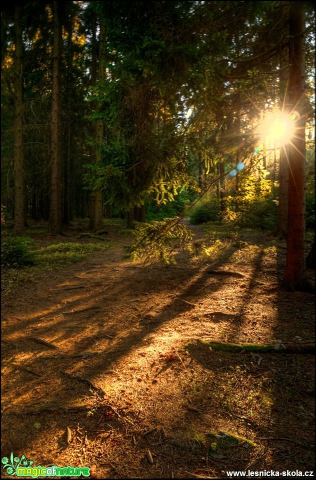 V podzimním lese - Foto Jana Vondráčková (3)