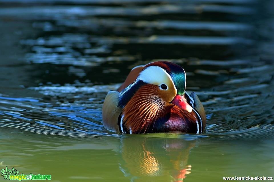 Kachnička mandarínská - Aix galericulata - Foto Pavel Balazka