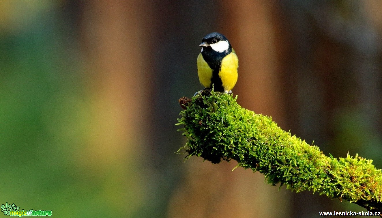 Sýkora koňadra - Parus major - Foto Pavel Balazka