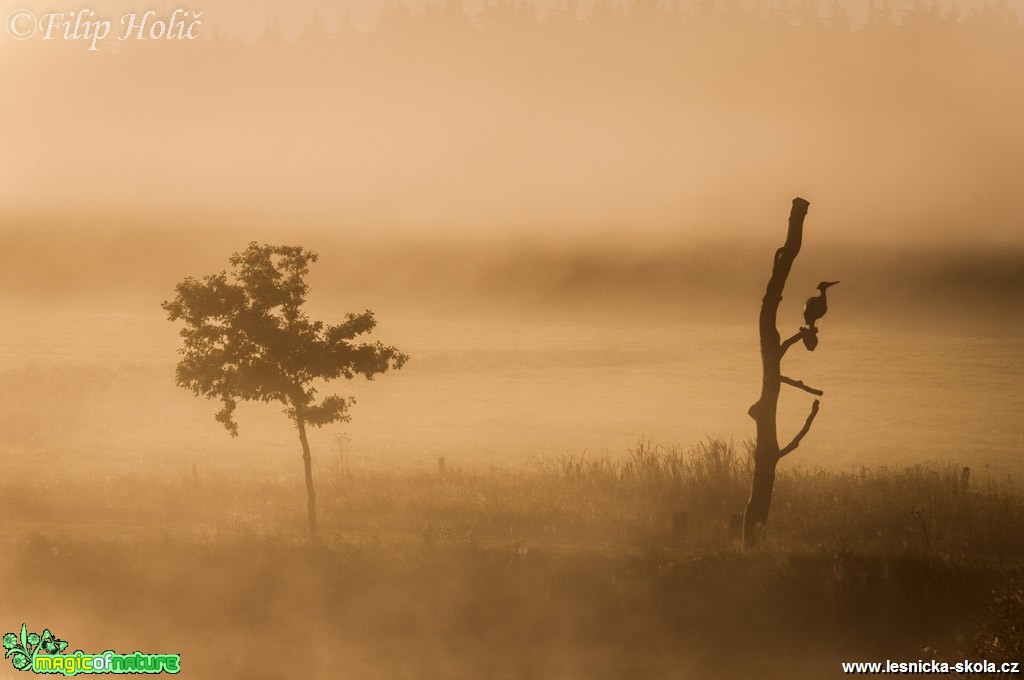 Kormoráno-volavka - Foto Filip Holič