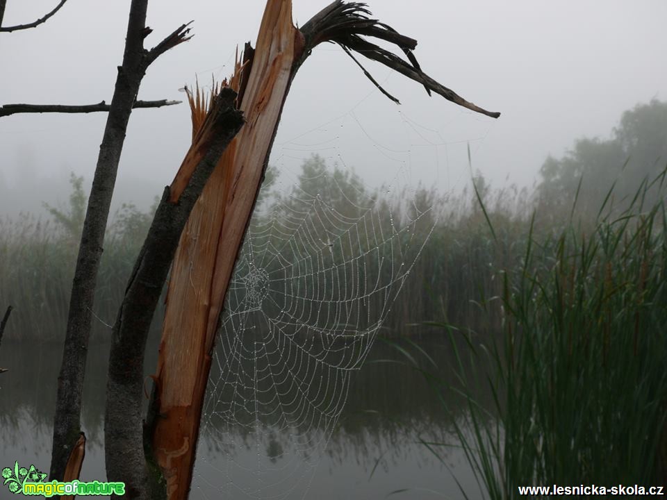 Pavučina u vody - Foto Jiří Perlík