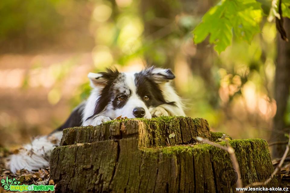 Smutný pohled - Foto Jiří Křivánek