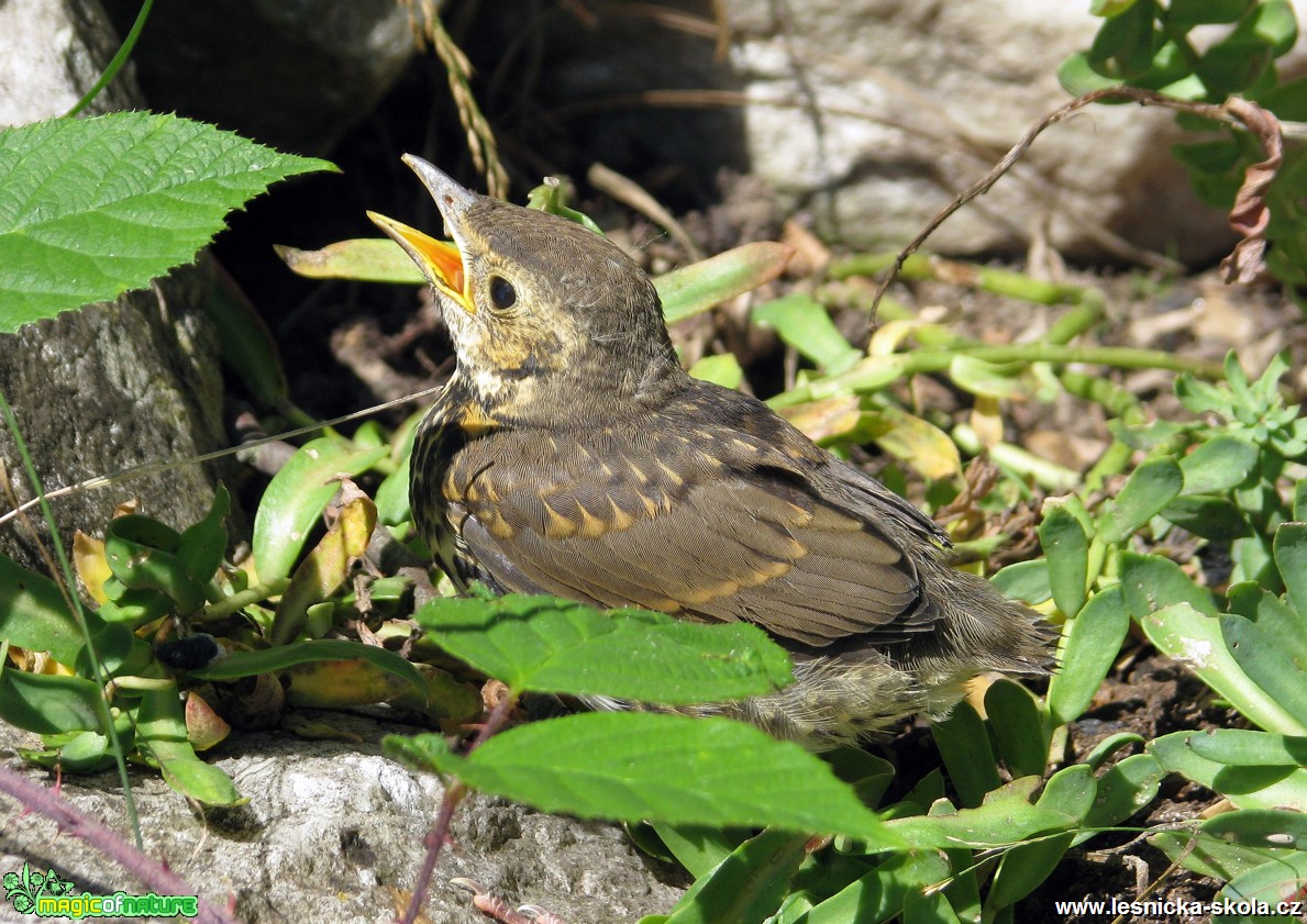 Drozd zpěvný - Turdus philomelos - Foto Miloslav Míšek