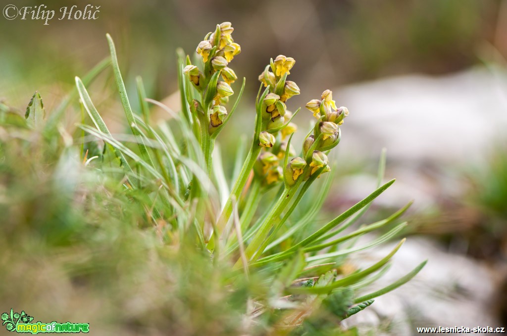 Vstaváček alpínský - Chamorchis alpina - Foto Filip Holič (2)