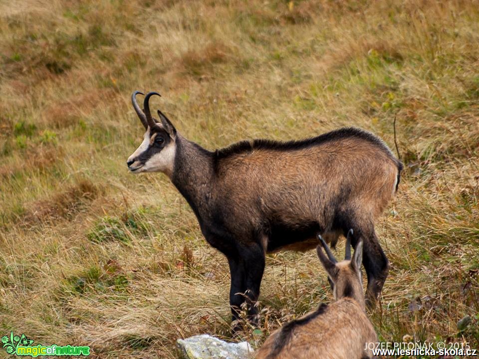 Kamzík horský - Rupicapra rupicapra - Foto Jozef Pitoňák (3)