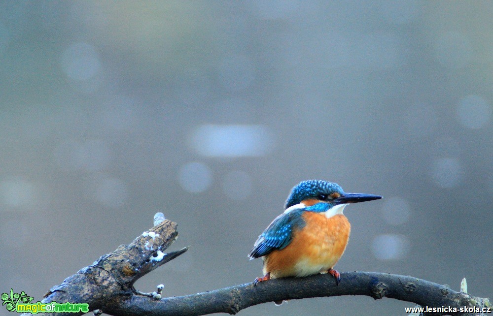 Ledňáček říční - Alcedo atthis - Foto Lukáš Málek (2)