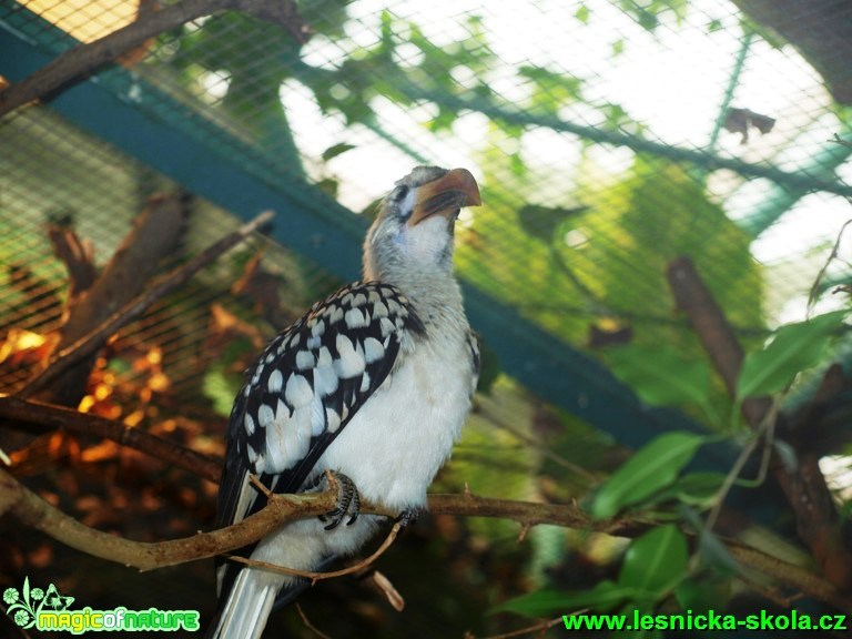 Toko rudozobý - Tockus erythrorhynchus - Foto David Hlinka (2)