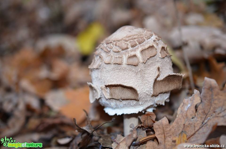 Bedla vysoká - Bedla vysoká - Macrolepiota procera - Foto Marie Vykydalová (1)