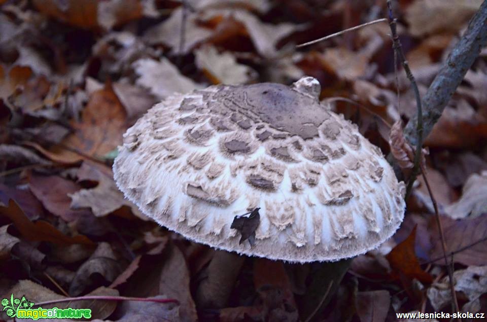 Bedla vysoká - Bedla vysoká - Macrolepiota procera - Foto Marie Vykydalová (2)