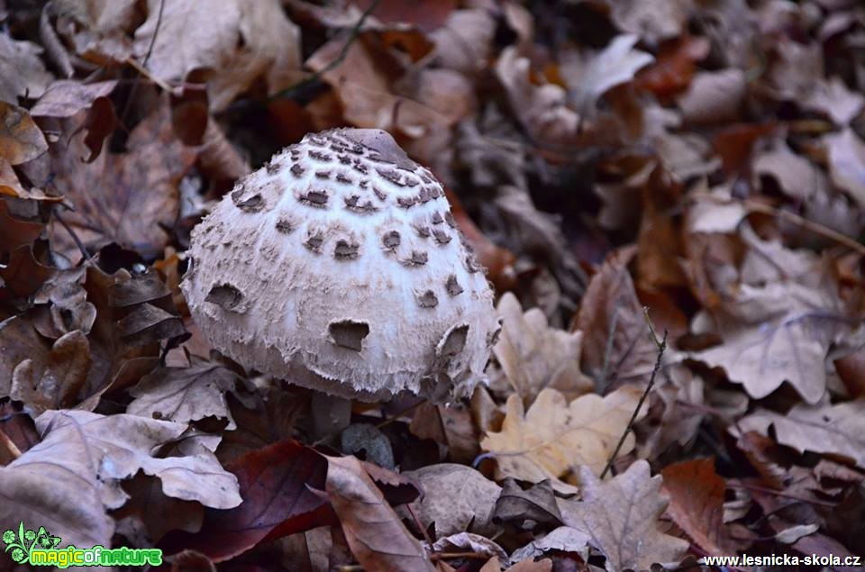 Bedla vysoká - Bedla vysoká - Macrolepiota procera - Foto Marie Vykydalová (3)