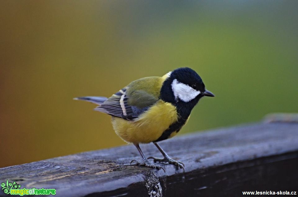 Sýkora koňadra - Parus major - Foto Marie Vykydalová (1)