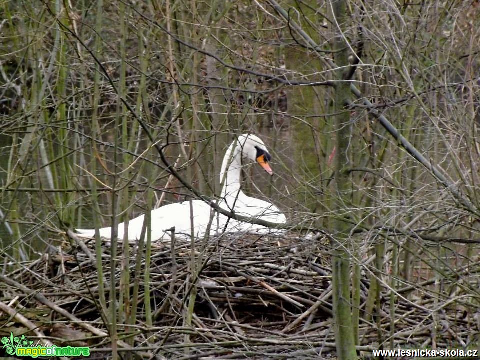 Na hnízdě - Foto Jiří Havel